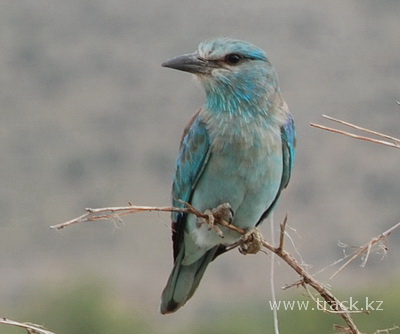 Сизоворонка Coracias garrulus tinnunculus